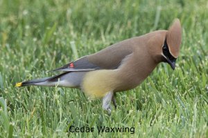 Cedar Waxwing