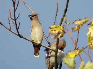 waxwing