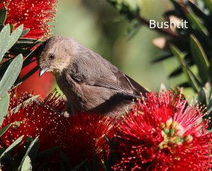 Bushtit