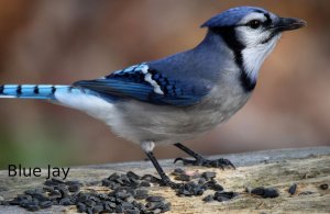 Blue Jay