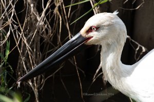 Oriental Stork feeding