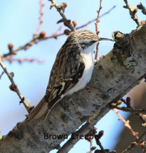 Brown Creeper