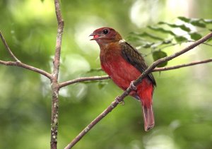 Guianan Red-Cotinga, female