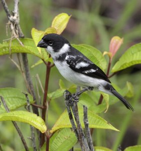 Wing-barred Seedeater, male
