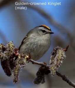 Golden-crowned Kinglet