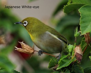 Japanese White-eye