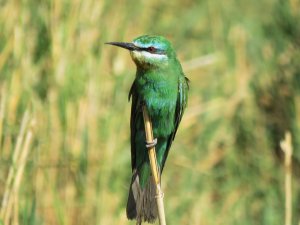Blue Cheeked Bee-eater