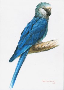 Spix`s macaw study