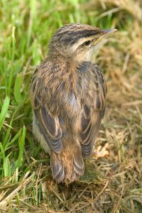 Sedge Warbler