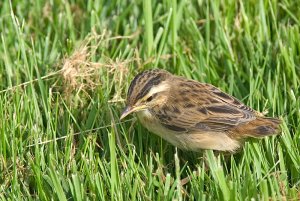 Sedge Warbler