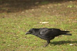 Carrion Crow