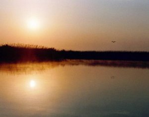 Marsh Harrier at sunrise