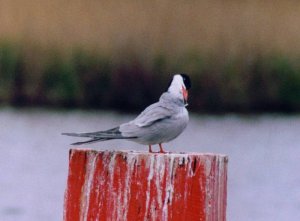 Common tern