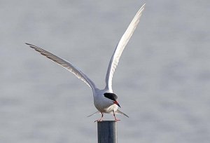 Flighty Tern