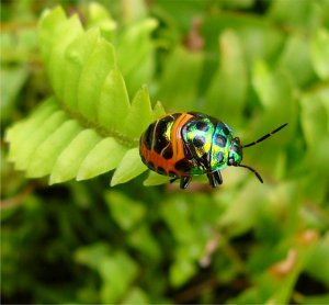 Ladybug on steroids!