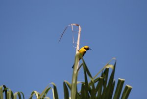 Yellow bird