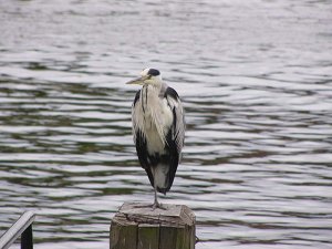 Grey Heron