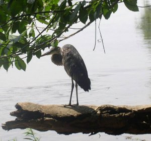 Great Blue Heron on log 1