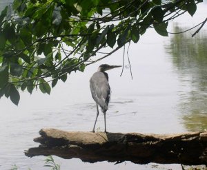 Great Blue Heron on log 2