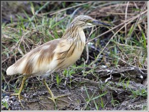 Squacco Heron