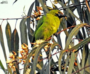 Golden-fronted Leafbird, Male