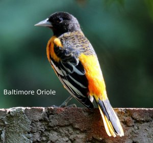 Baltimore Oriole