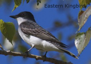 Eastern Kingbird