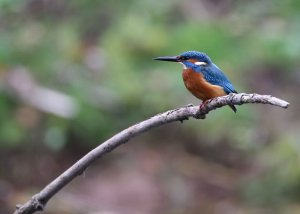 Kingfisher