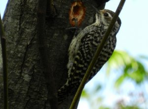 Checkered Woodpecker