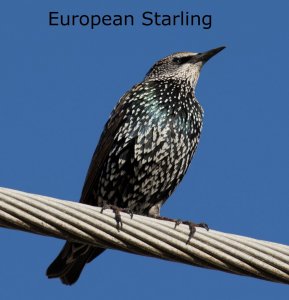 European Starling