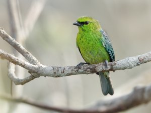 Dotted Tanager, male