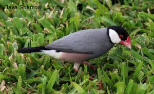 Java Sparrow