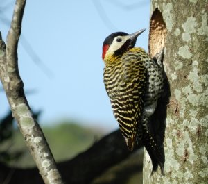 Green-barred Woodpecker