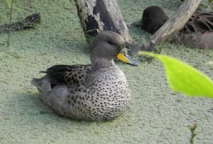 Yellow-billed Teal