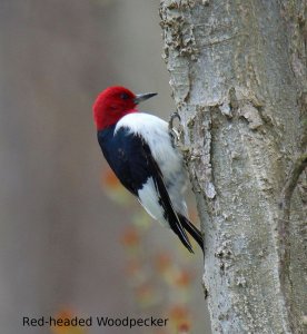 Red-headed Woodpecker