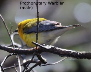 Prothonotary Warbler