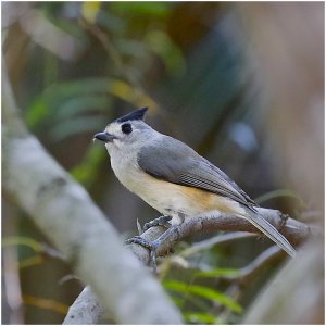 Black-crested Titmouse