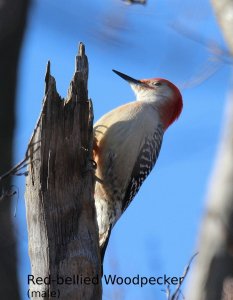 Red-bellied Woodpecker