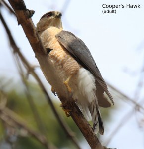 Cooper's Hawk