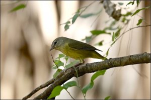 Orange-crowned Warbler