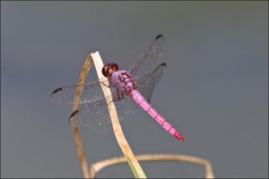 Orange-bellied Skimmer, male