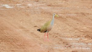 Giant Wood-Rail