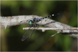 Thornbush Dasher (male)