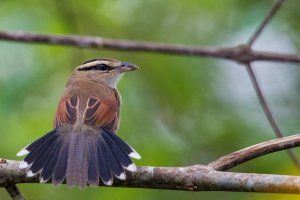 Brown-crowned Tchagra