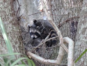 Racoons at circle B.