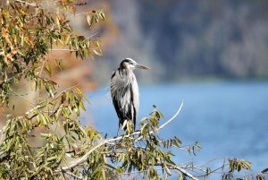 Great Blue Heron perched