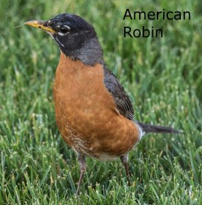 American Robin