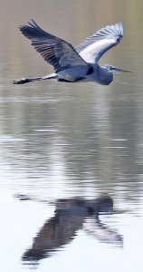 Great Blue Heron reflection