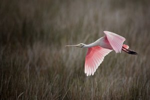 Roseate Spoonbill