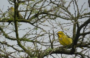 Yellow Cardinal